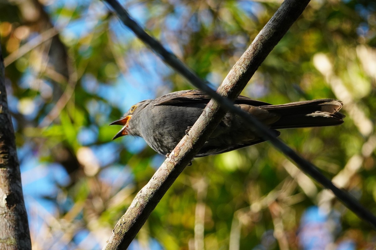Chestnut-capped Piha - ML642653438