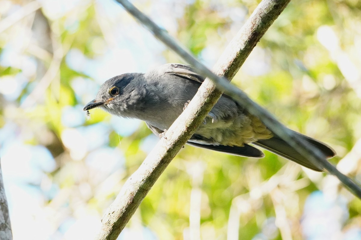 Chestnut-capped Piha - ML642653439