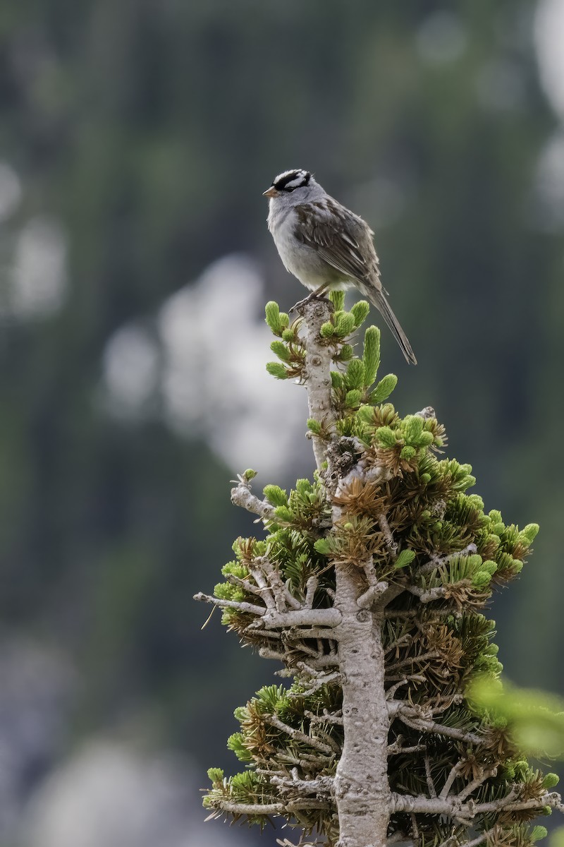 White-crowned Sparrow - ML642653441