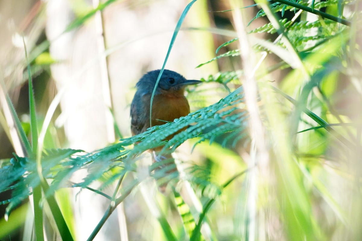 Dusky Antbird - ML642653442