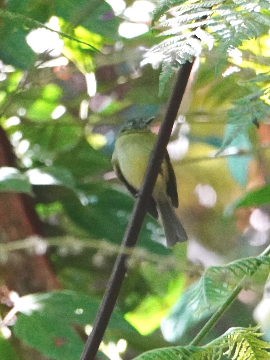 Slaty-capped Flycatcher - ML642653444