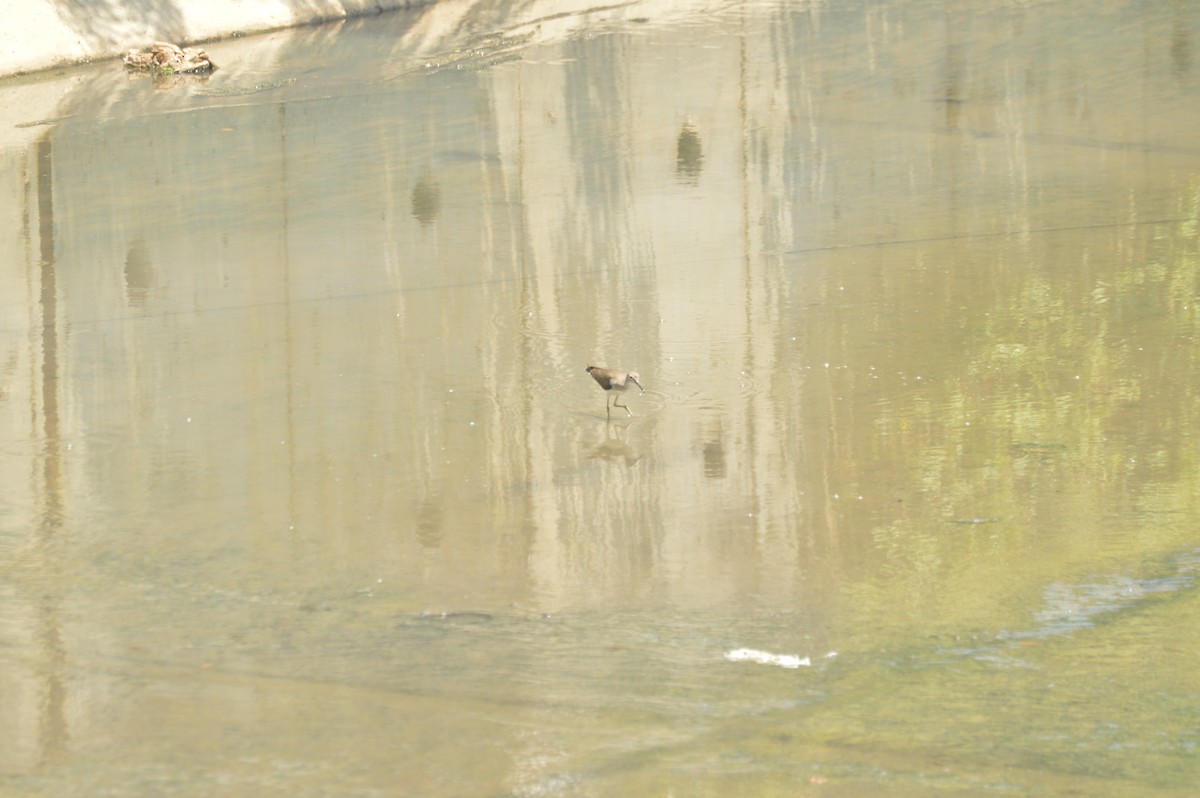 Solitary Sandpiper - ML642653457