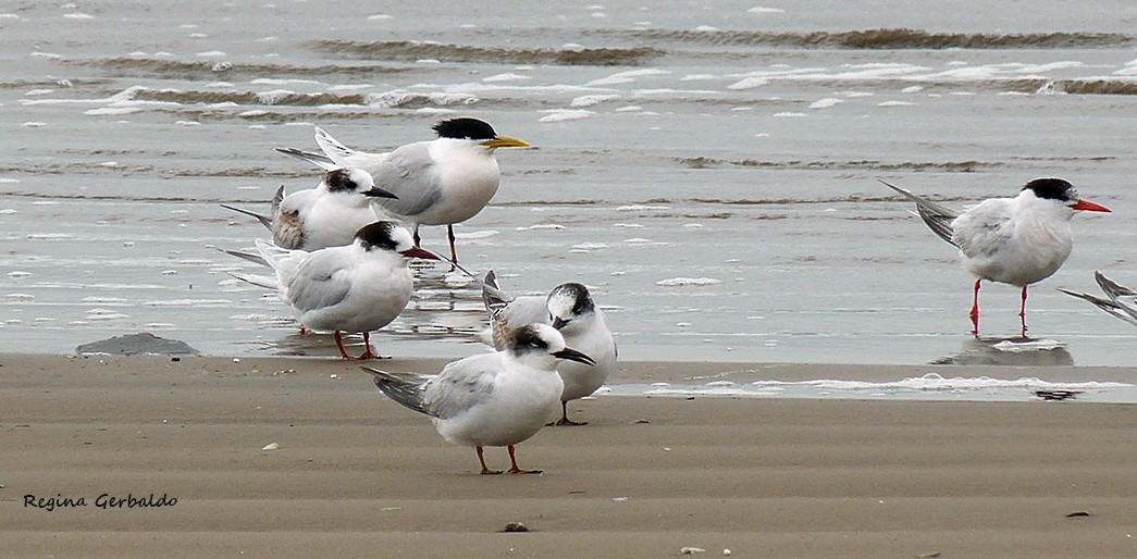 Sandwich Tern - ML642653478