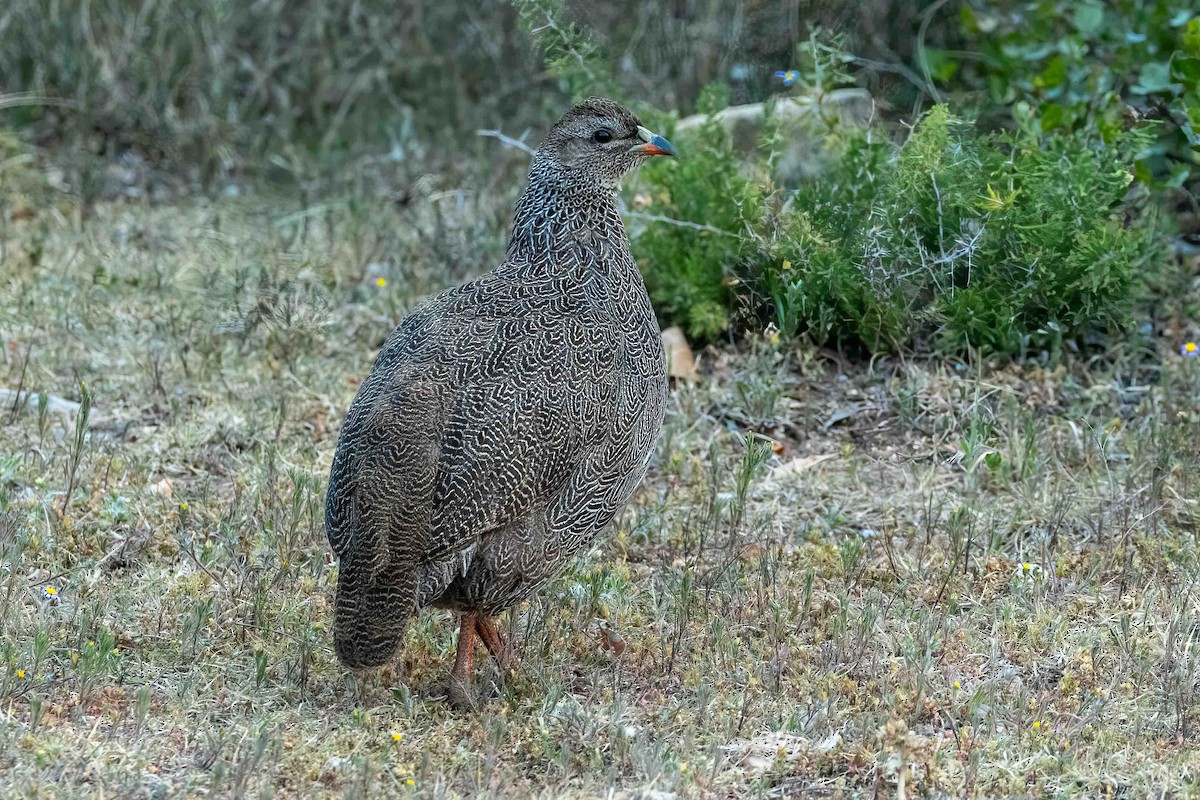 Cape Spurfowl - ML642653480