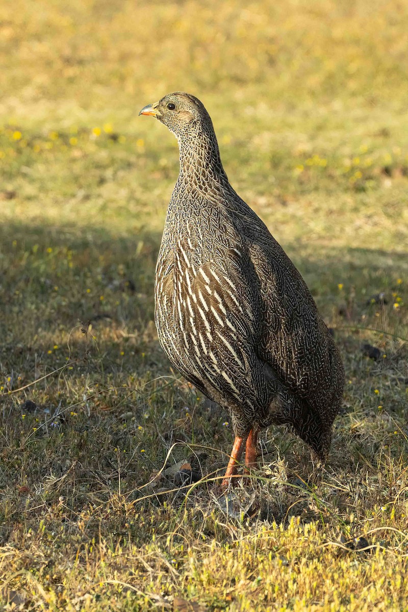 Cape Spurfowl - ML642653482