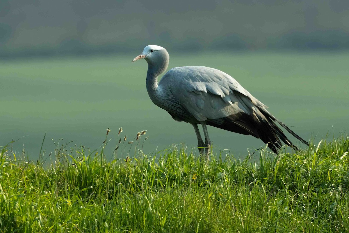 Blue Crane - ML642653486