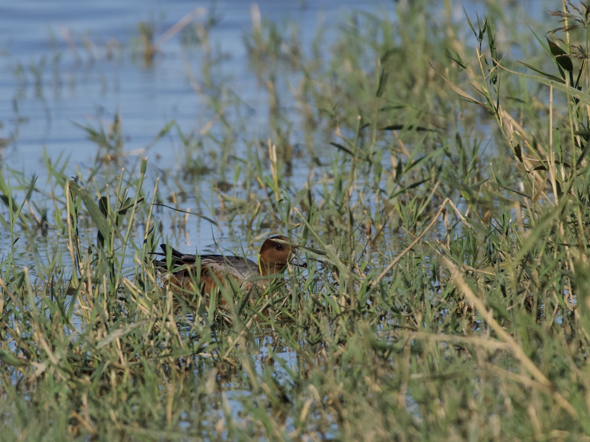 Eurasian Wigeon - ML642653487