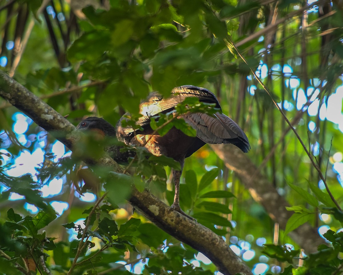 Crested Guan - ML642653489