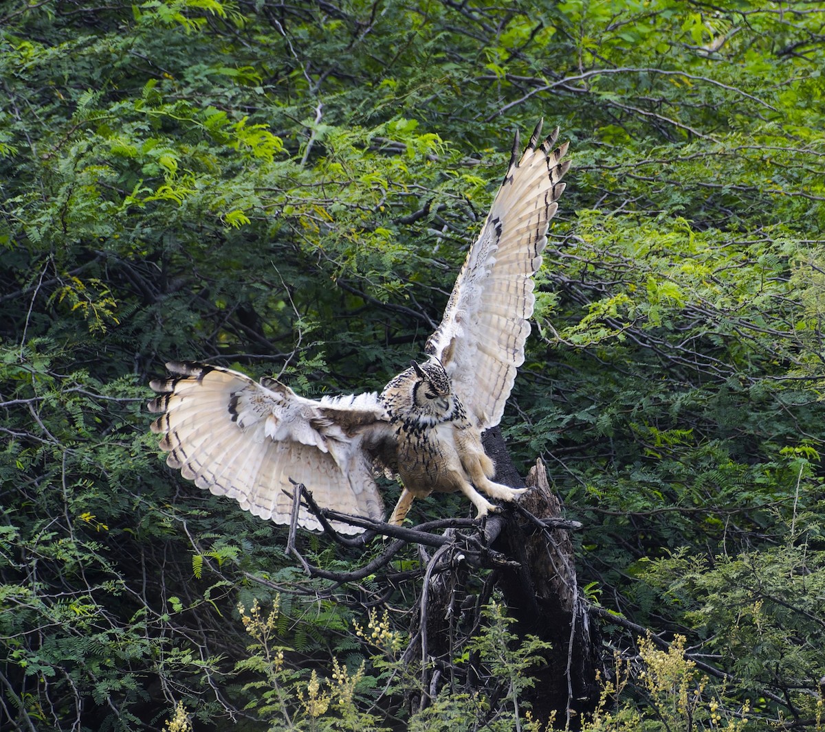 Rock Eagle-Owl - ML642653490