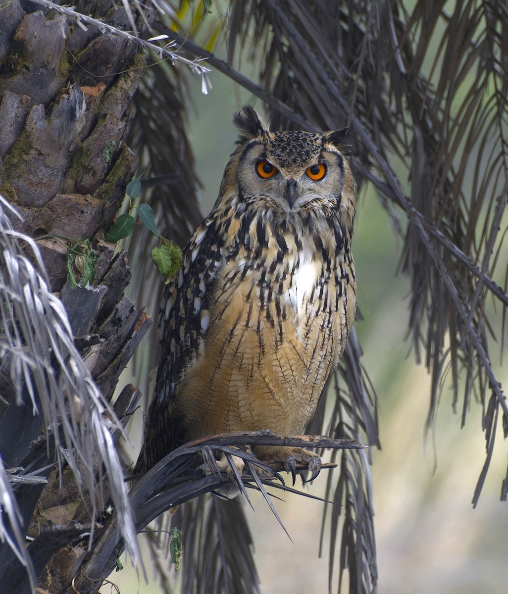 Rock Eagle-Owl - ML642653491