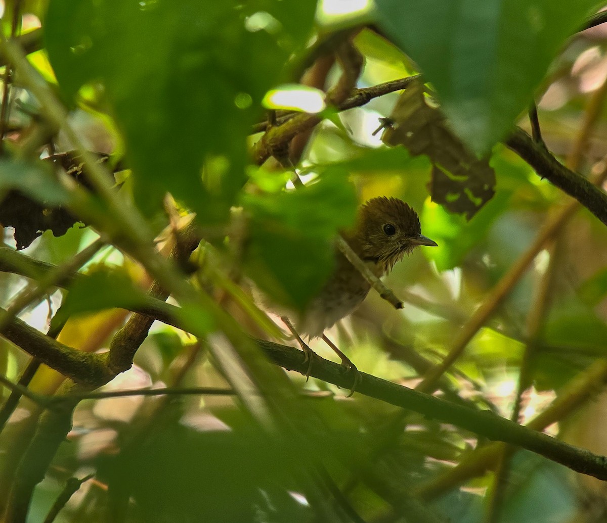 Veery - ML642653499
