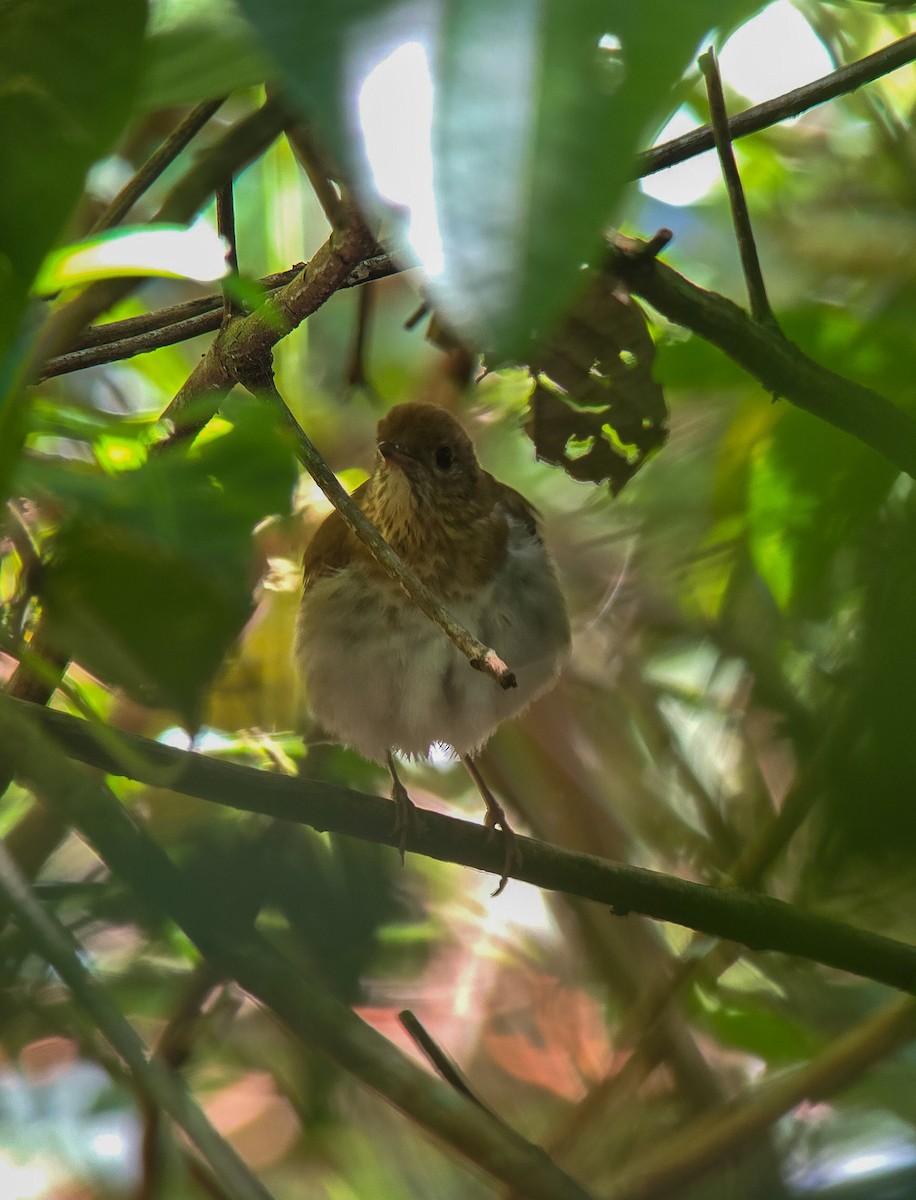 Veery - ML642653500