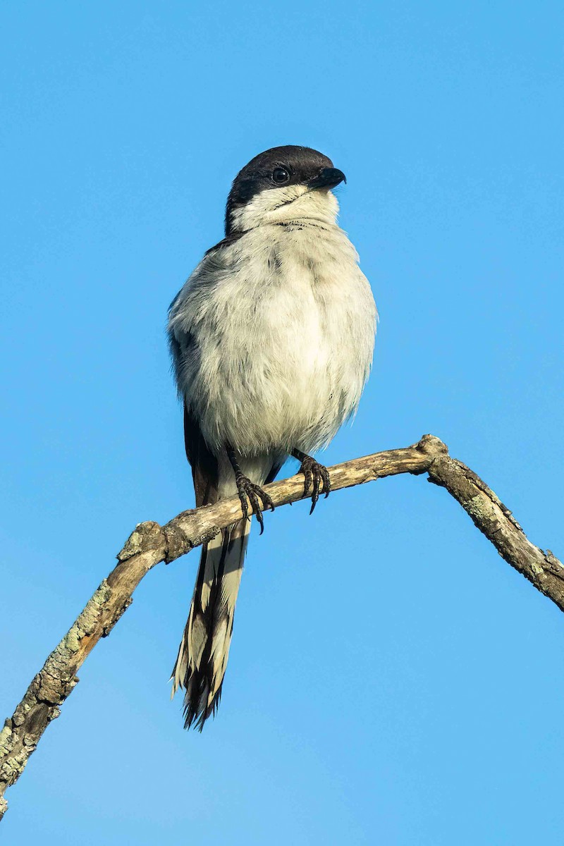 Southern Fiscal (Southern) - ML642653501