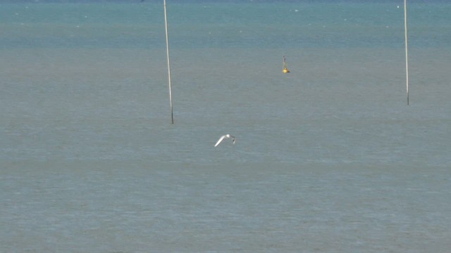 Saunders's Gull - ML642653506