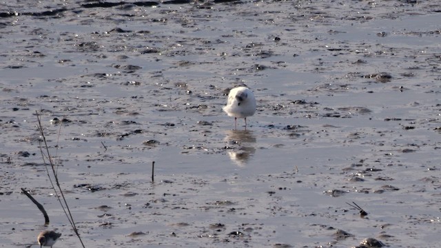 Mouette de Saunders - ML642653507
