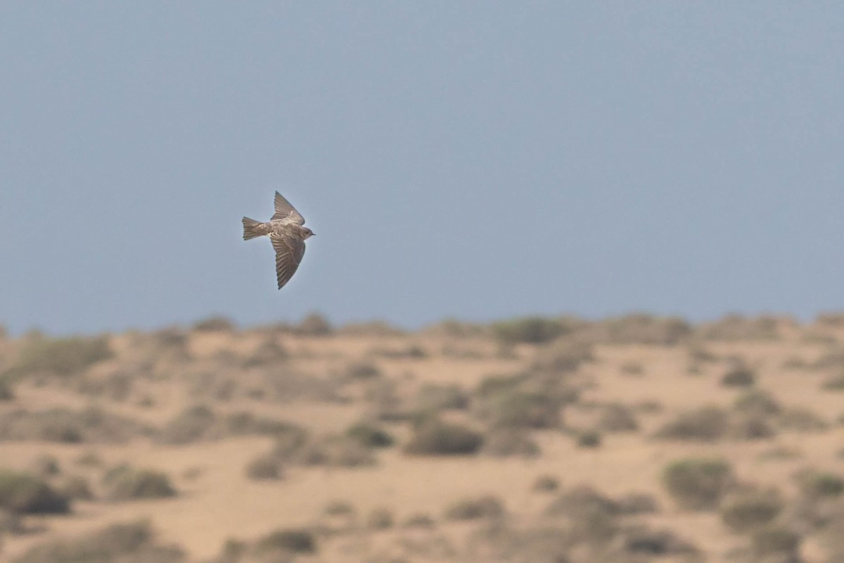 Plain Martin - ML642653510