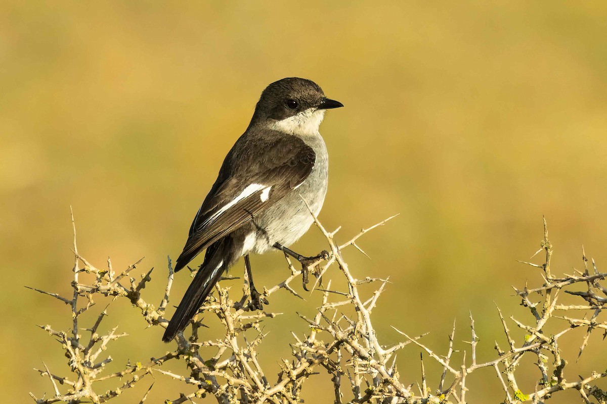 Fiscal Flycatcher - ML642653511