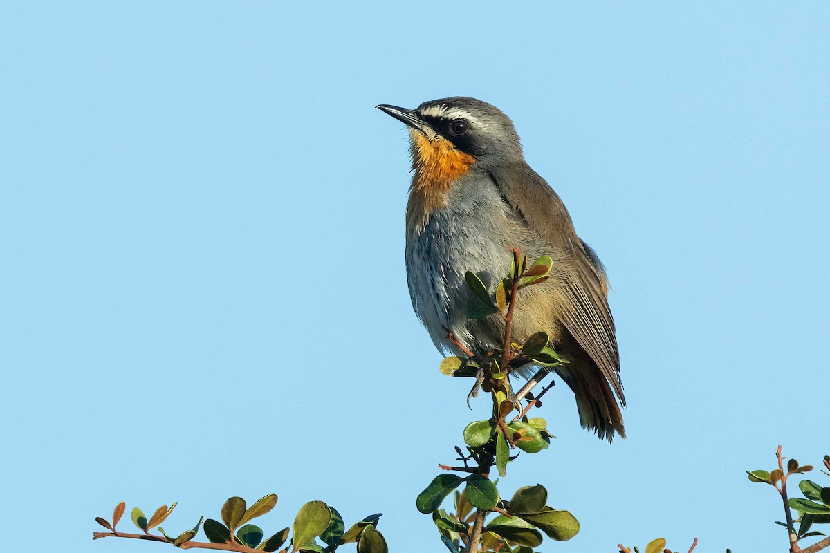 Cape Robin-Chat - ML642653515