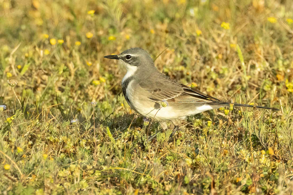 Cape Wagtail - ML642653522