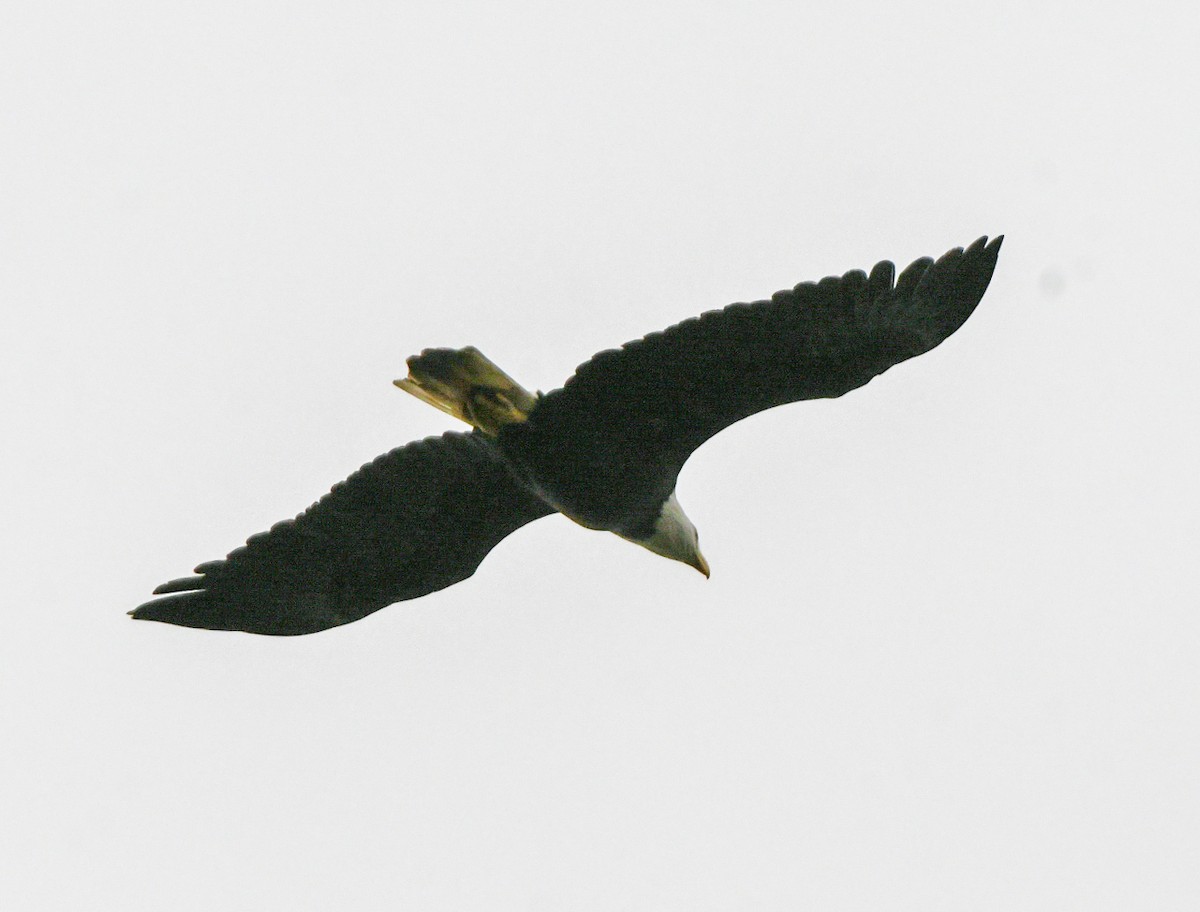 Bald Eagle - ML642653526