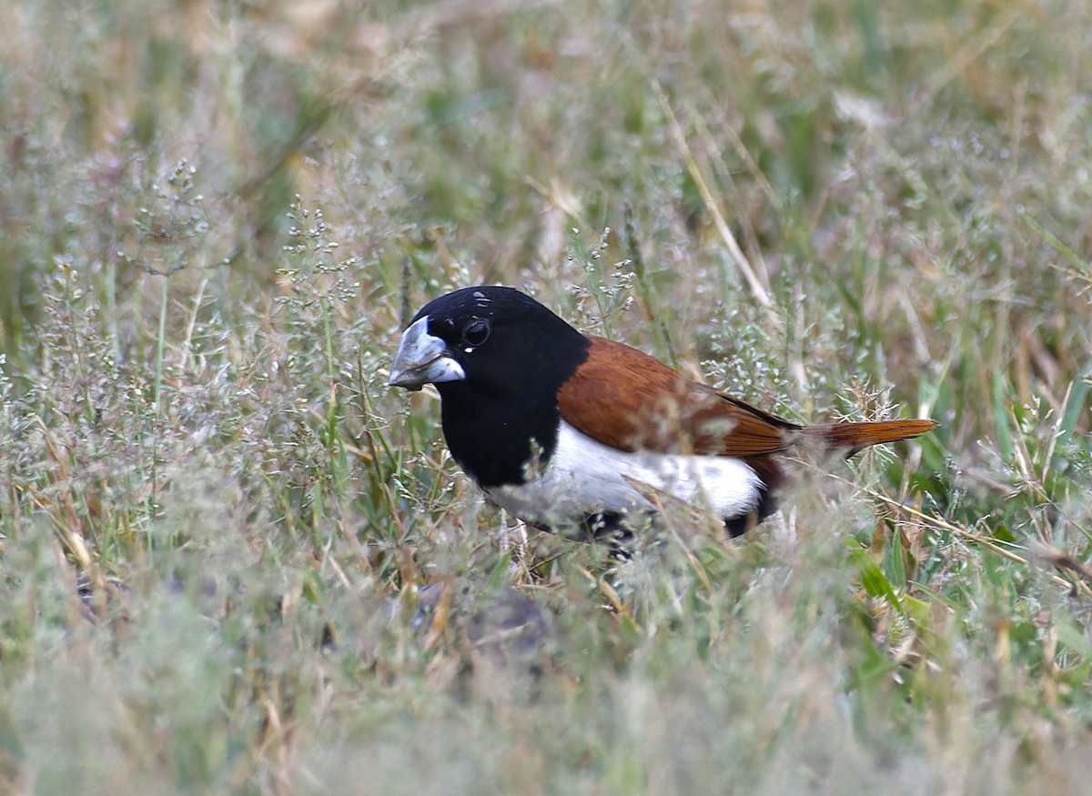 Tricolored Munia - ML642653535