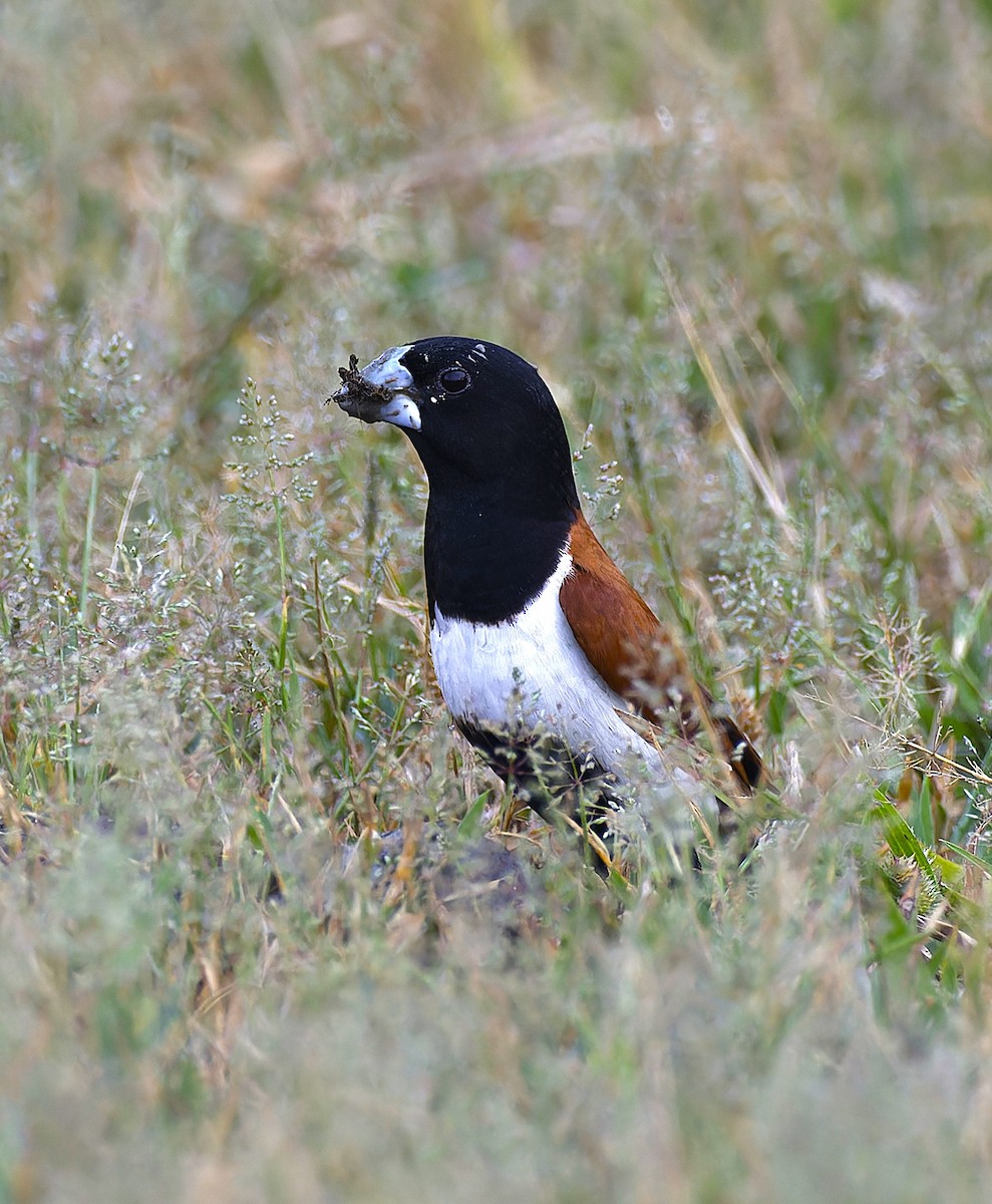 Tricolored Munia - ML642653536