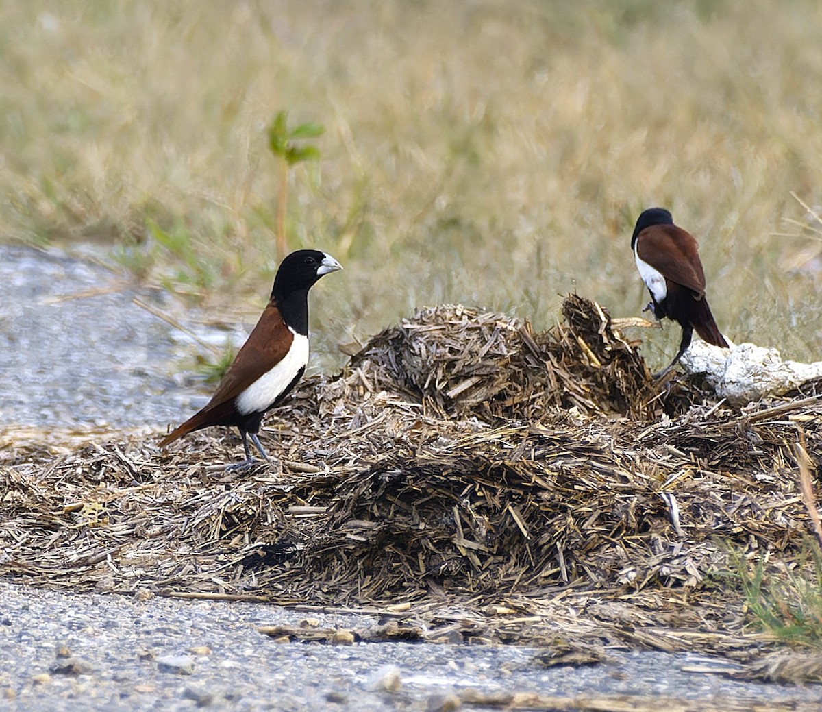 Tricolored Munia - ML642653537