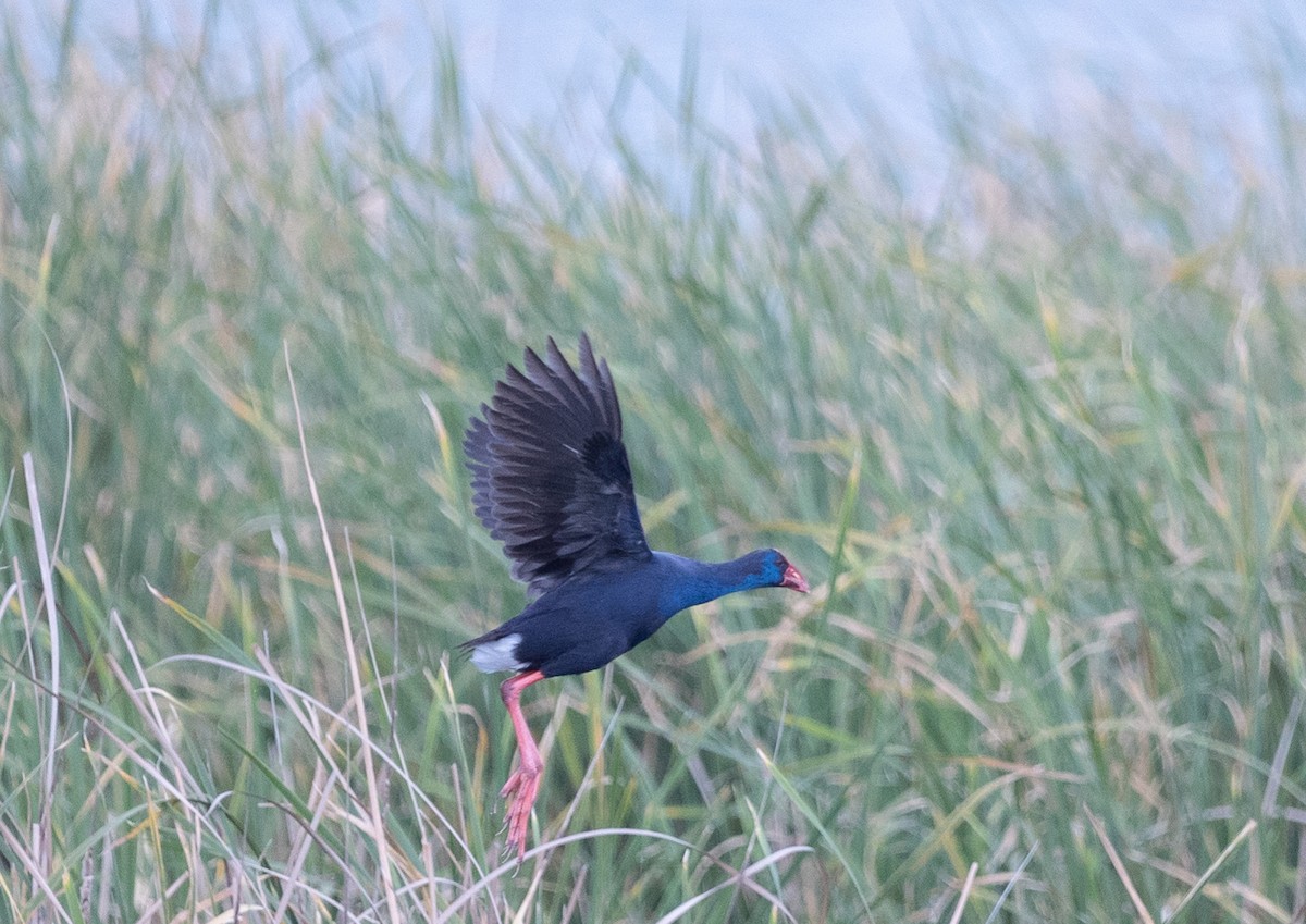 Western Swamphen - ML642653554