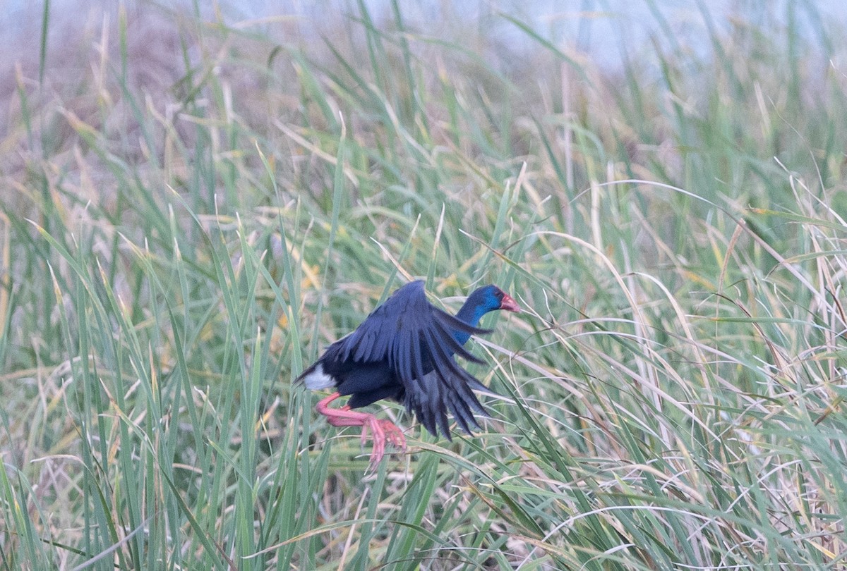 Western Swamphen - ML642653555