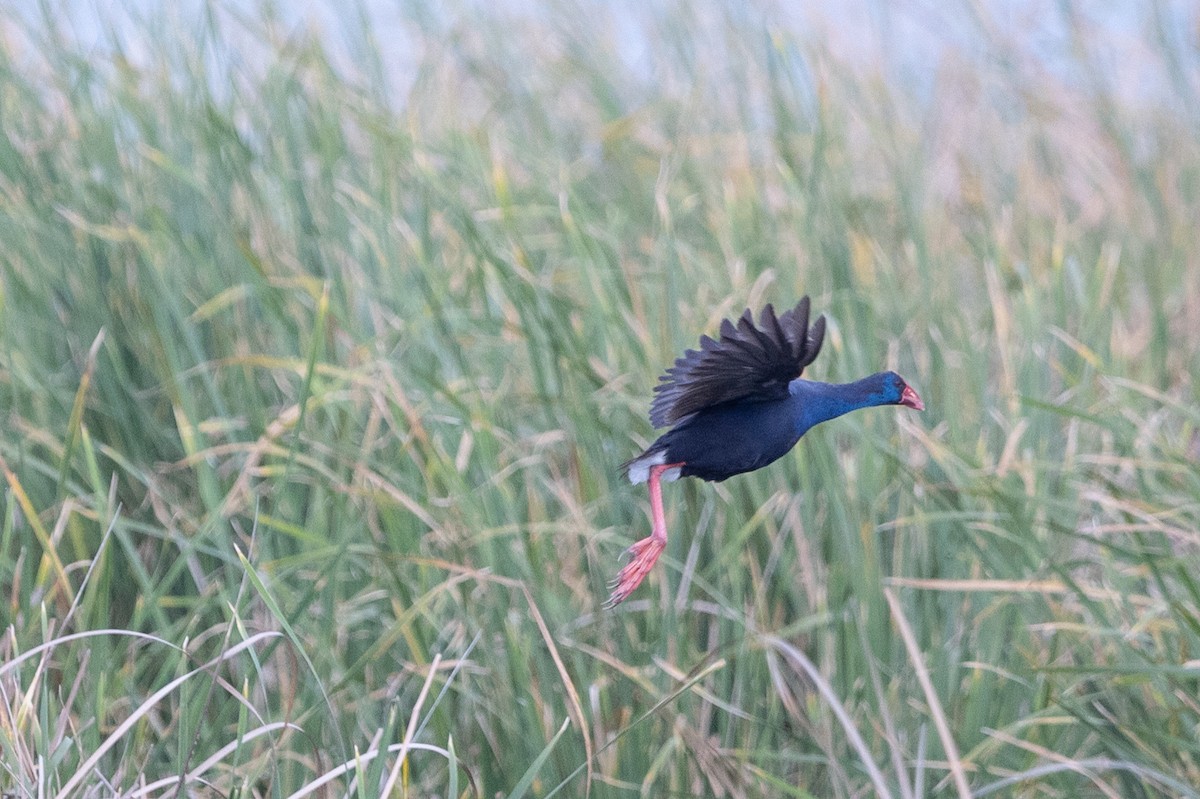 Western Swamphen - ML642653556