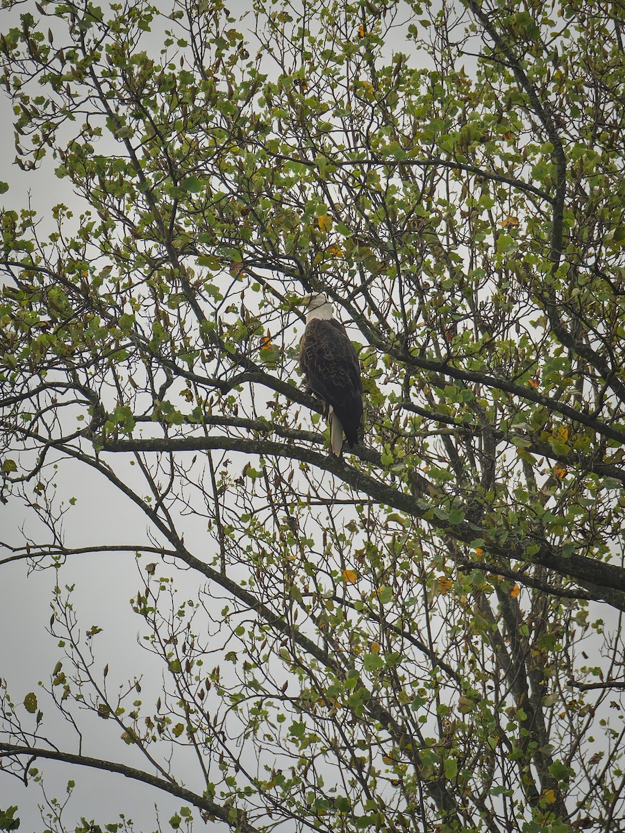 Bald Eagle - ML642653557