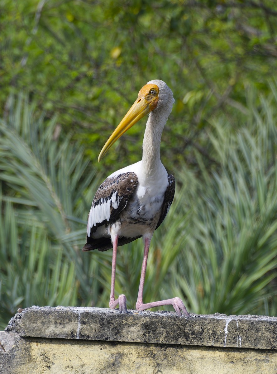 Painted Stork - ML642653591