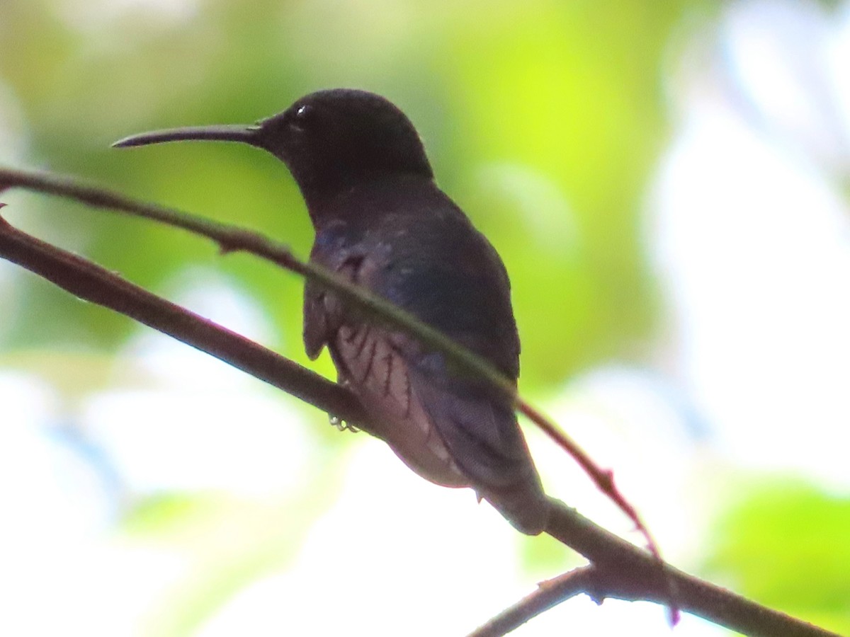 Black-throated Mango - ML642653603