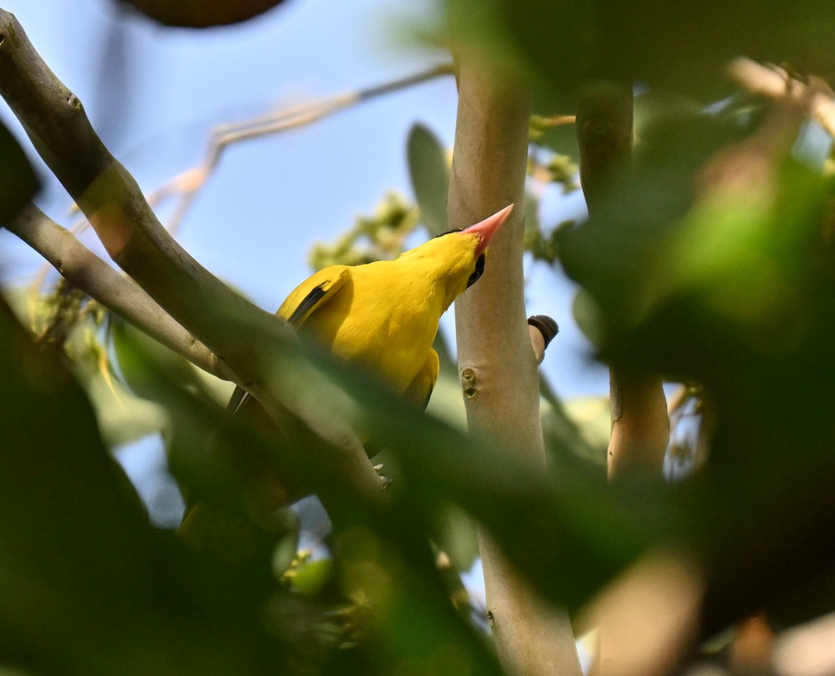 Black-naped Oriole - ML642653605