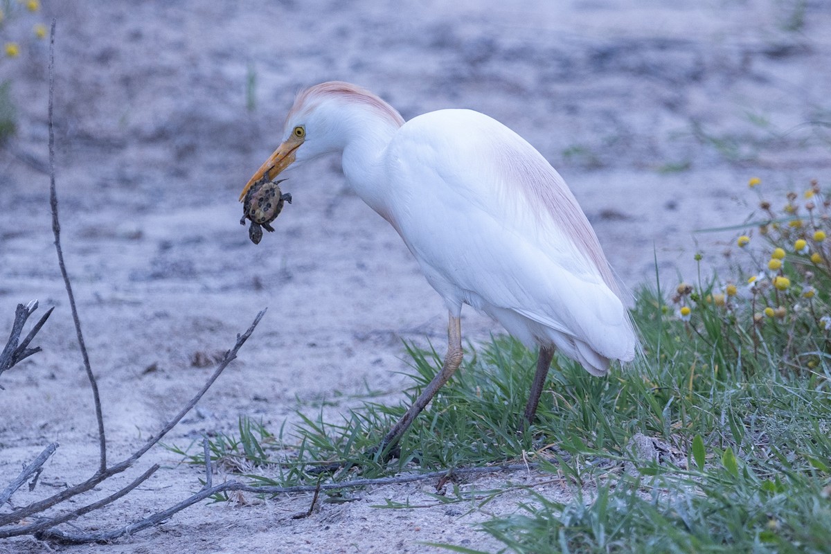 Western Cattle-Egret - ML642653619