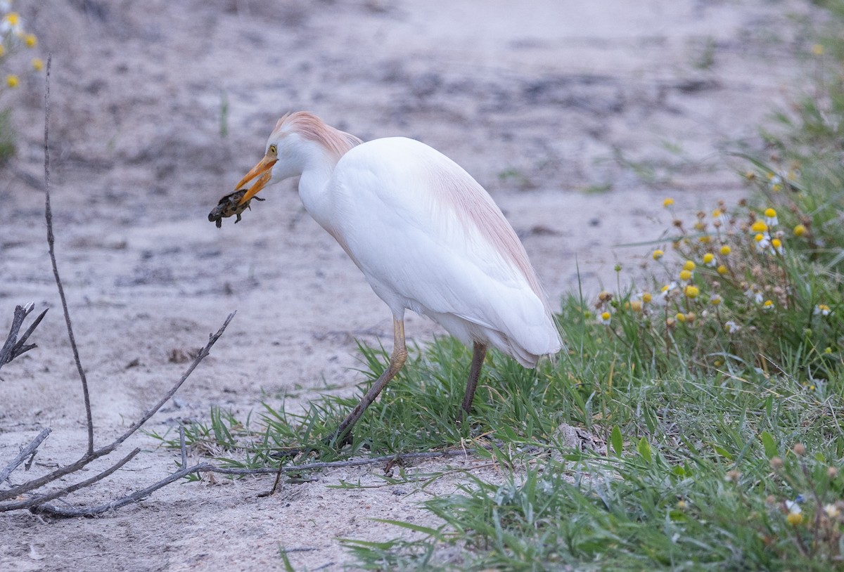 Western Cattle-Egret - ML642653620