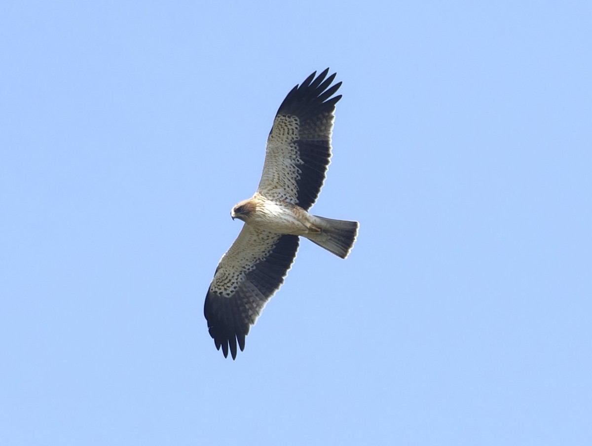 Booted Eagle - ML642653623