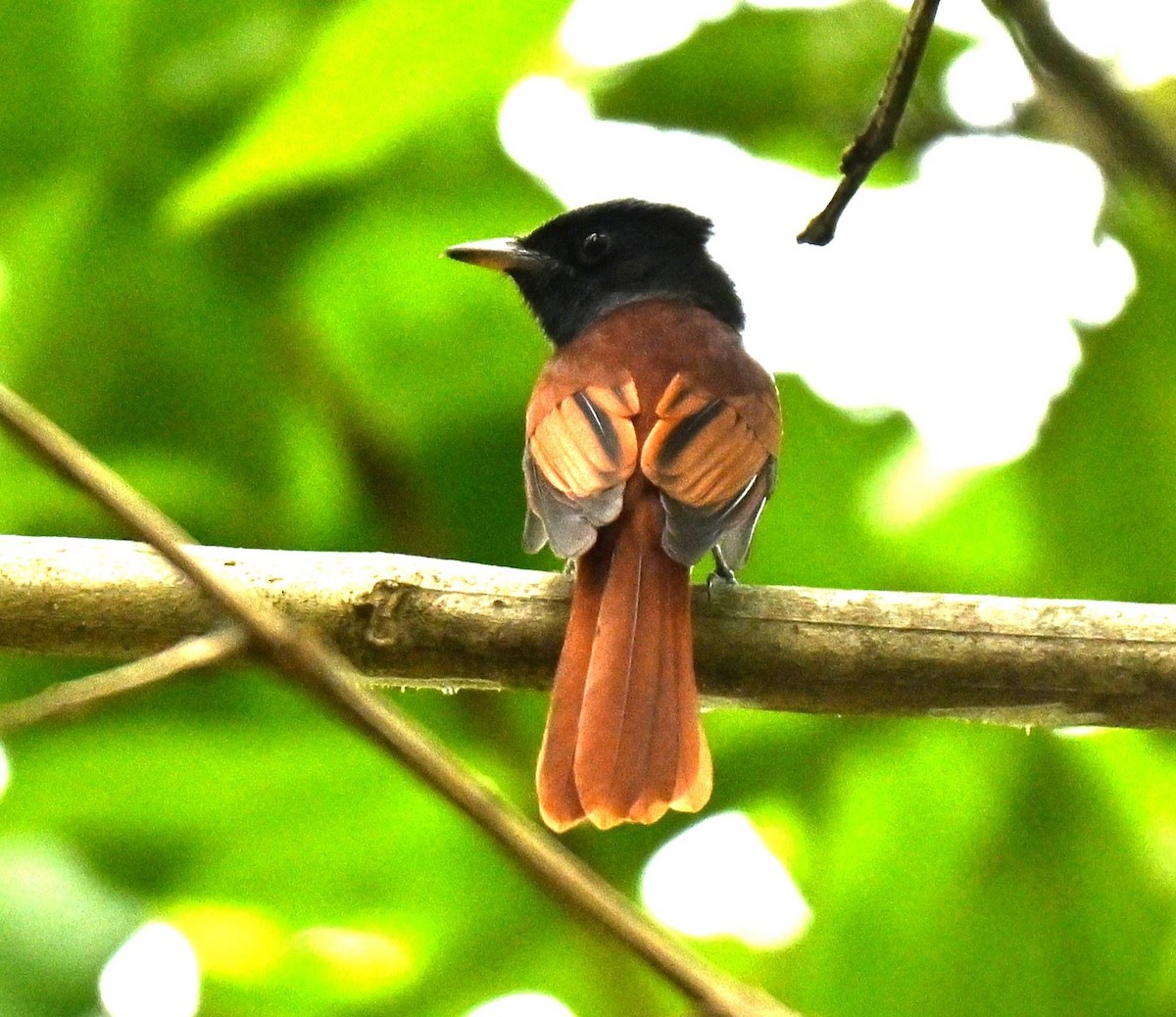 Amur Paradise-Flycatcher - ML642653625