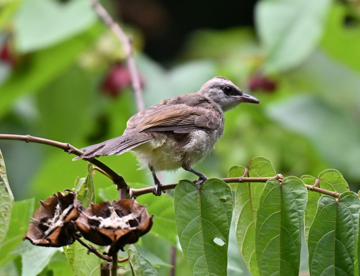Yellow-vented Bulbul - ML642653644