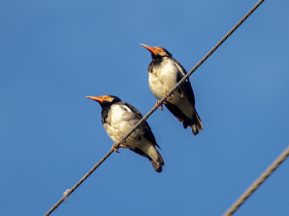 Siamese Pied Starling - ML642653648