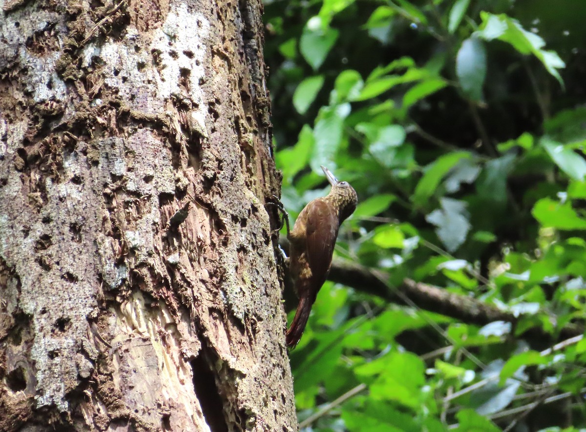 Buff-throated Woodcreeper - ML642653649