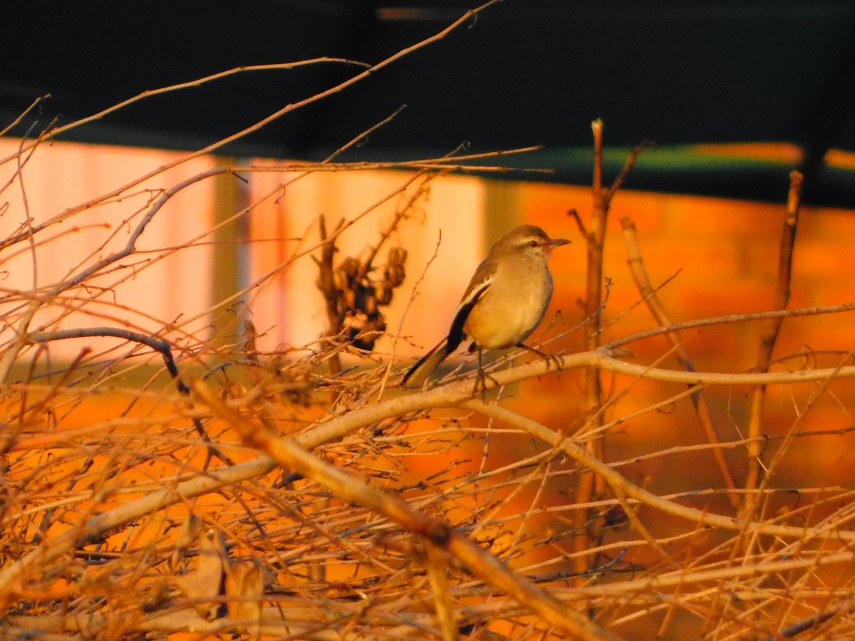White-banded Mockingbird - ML642653664
