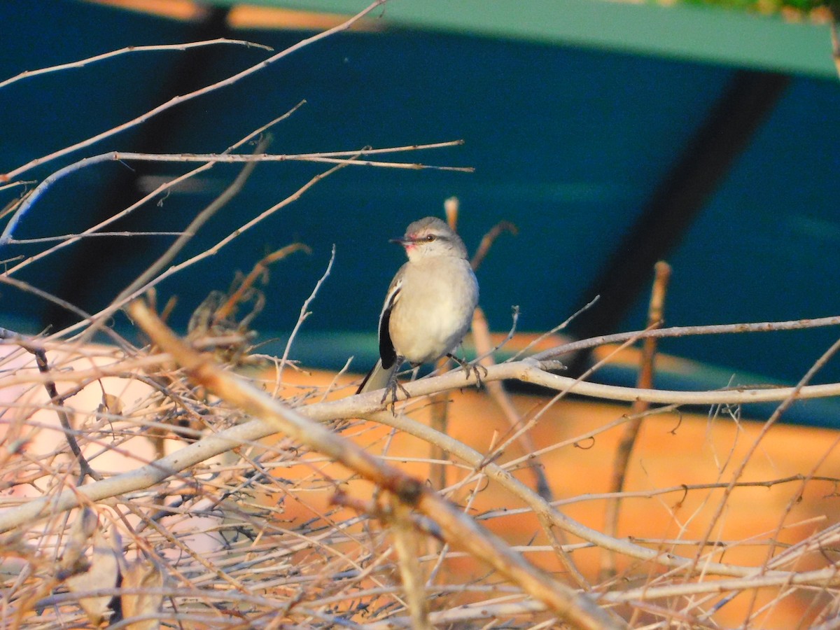 White-banded Mockingbird - ML642653666