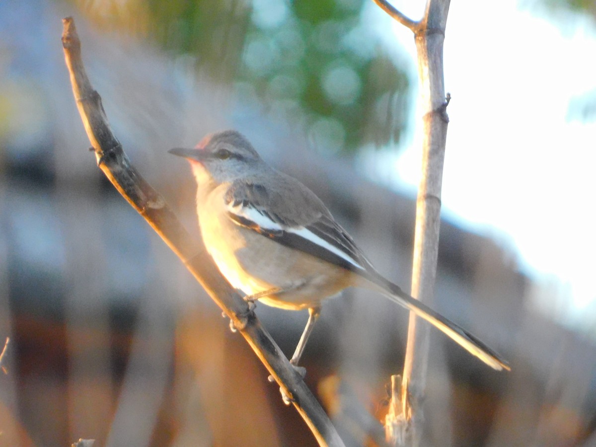 White-banded Mockingbird - ML642653668