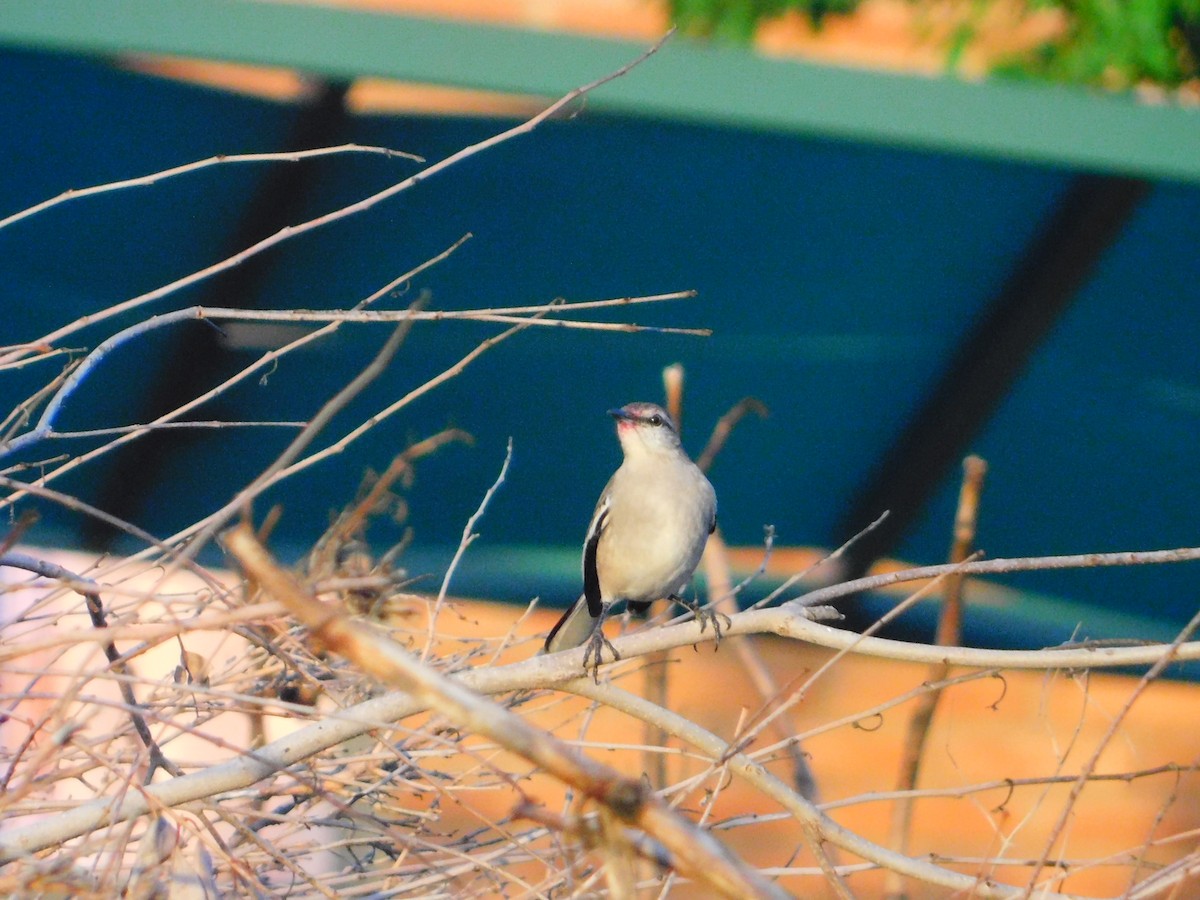 White-banded Mockingbird - ML642653669