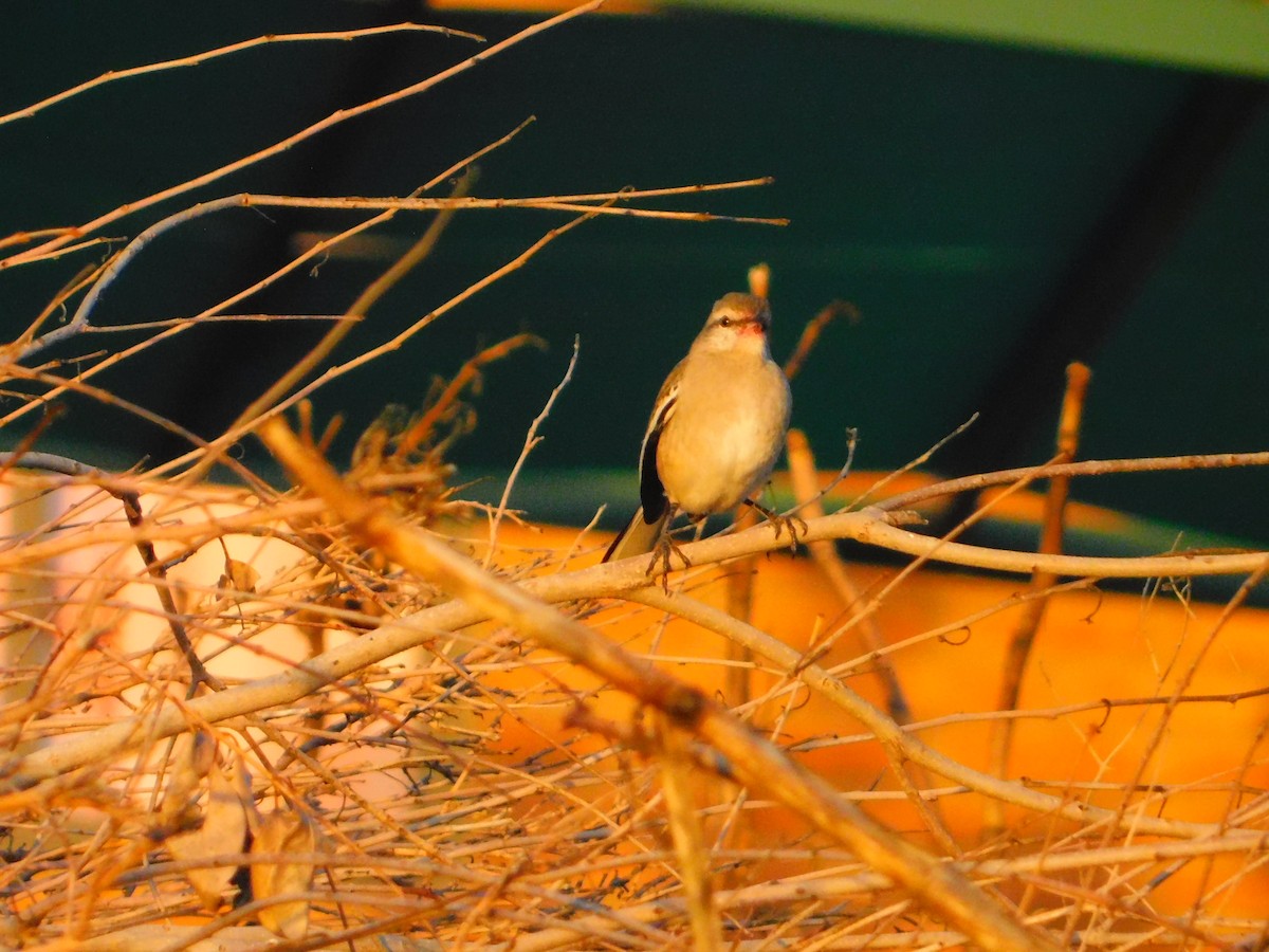 White-banded Mockingbird - ML642653670