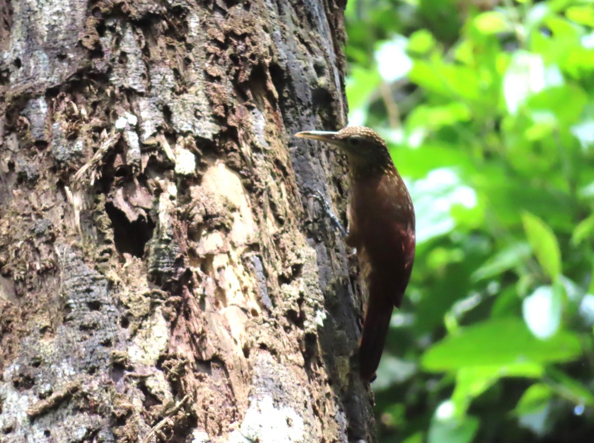 Buff-throated Woodcreeper - ML642653672