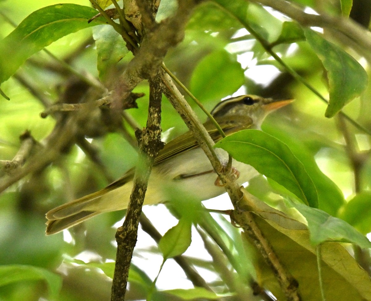 Eastern Crowned Warbler - ML642653674