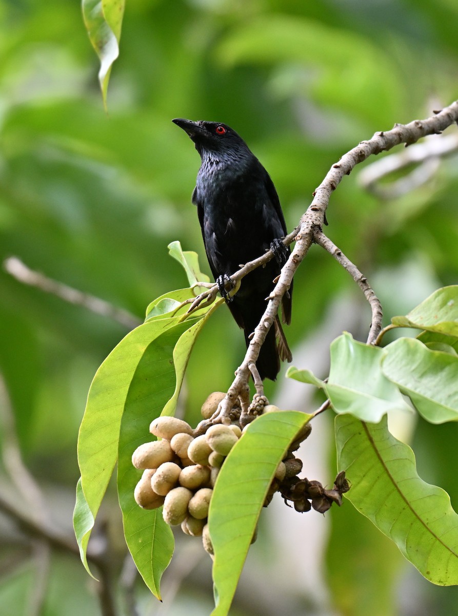 Asian Glossy Starling - ML642653691