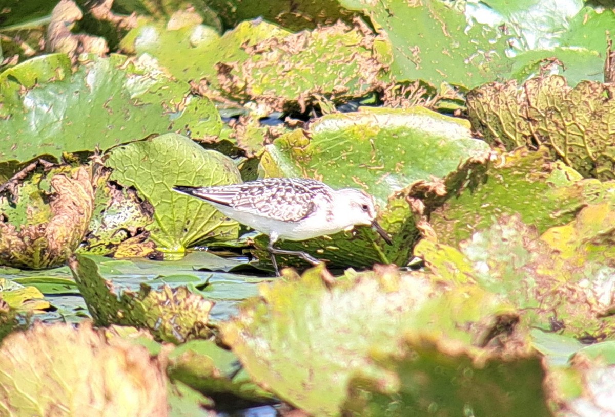 Sanderling - ML642653694